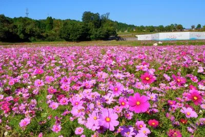 無料壁紙 コスモスの海。PCとデスクトップ壁紙に最適な4K高画質の無料壁紙。三重県津市のとことめの里 一志で撮影したフリー写真素材