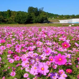 無料壁紙 コスモスの海。PCとデスクトップ壁紙に最適な4K高画質の無料壁紙。三重県津市のとことめの里 一志で撮影したフリー写真素材