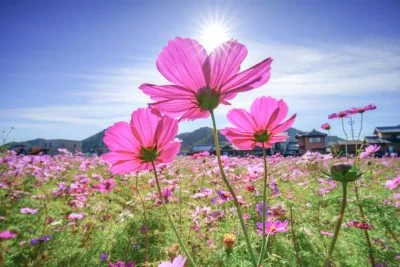 無料壁紙 逆光のコスモス。PCとデスクトップ壁紙に最適な4K高画質の無料壁紙。三重県津市のとことめの里 一志で撮影したフリー写真素材