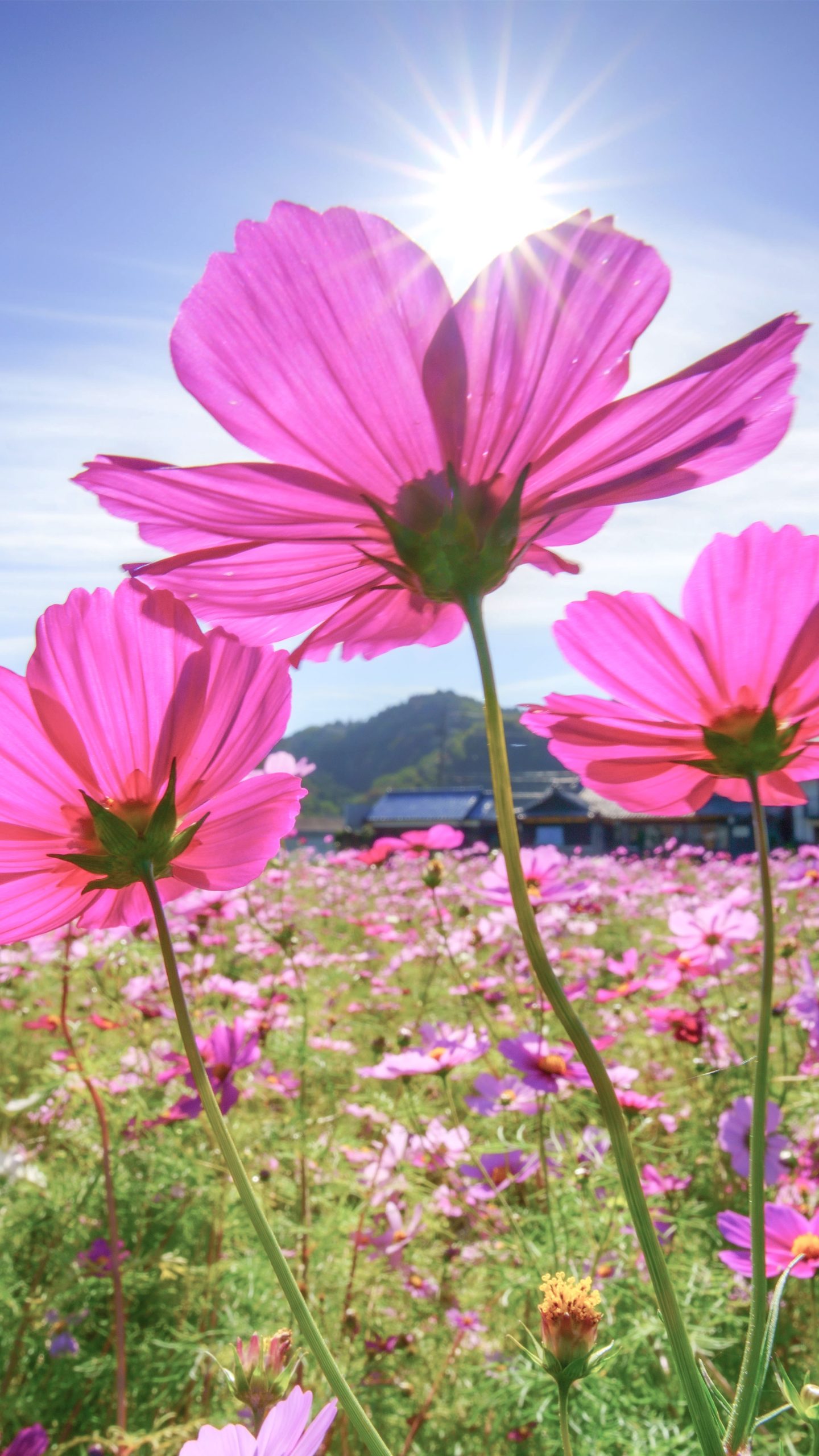 逆光のコスモス(三重県津市・とことめの里 一志)