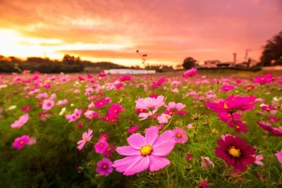 無料壁紙 夕焼け小焼けのコスモス。PCとデスクトップ壁紙に最適な4K高画質の無料壁紙。三重県津市のとことめの里 一志で撮影したフリー写真素材