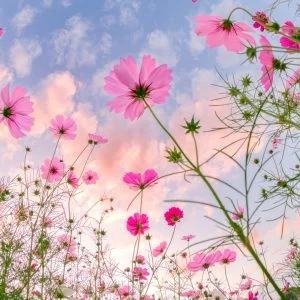 無料壁紙 コスモスと秋の夕暮れ。PCとデスクトップ壁紙に最適な4K高画質の無料壁紙。三重県津市のとことめの里 一志で撮影したフリー写真素材