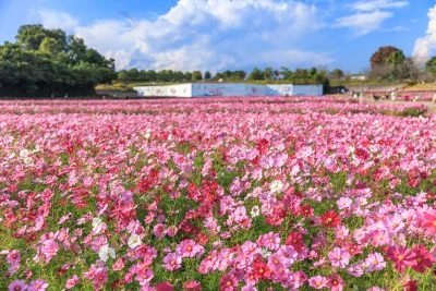 無料壁紙 秋空とピンク色の絨毯。PCとデスクトップ壁紙に最適な4K高画質の無料壁紙。三重県津市のとことめの里 一志で撮影したフリー写真素材