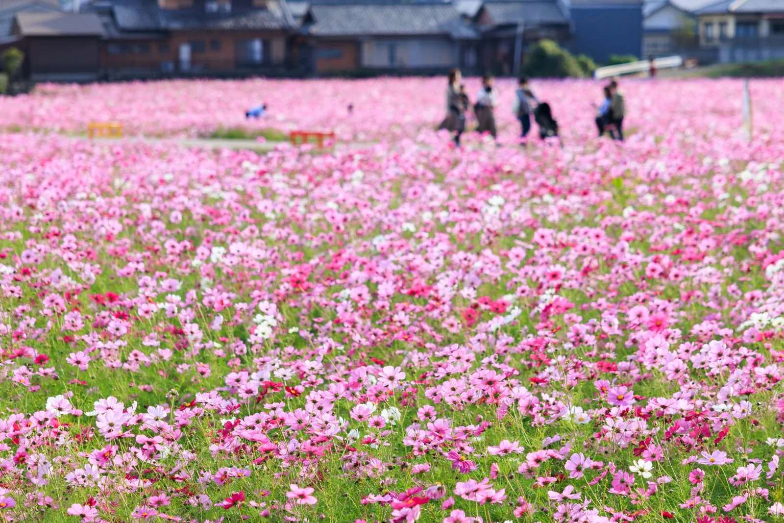 無料壁紙 ピンク色の絨毯を歩く人。PCとデスクトップ壁紙に最適な4K高画質の無料壁紙。三重県津市のとことめの里 一志で撮影したフリー写真素材