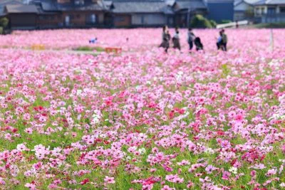 無料壁紙 ピンク色の絨毯を歩く人。PCとデスクトップ壁紙に最適な4K高画質の無料壁紙。三重県津市のとことめの里 一志で撮影したフリー写真素材