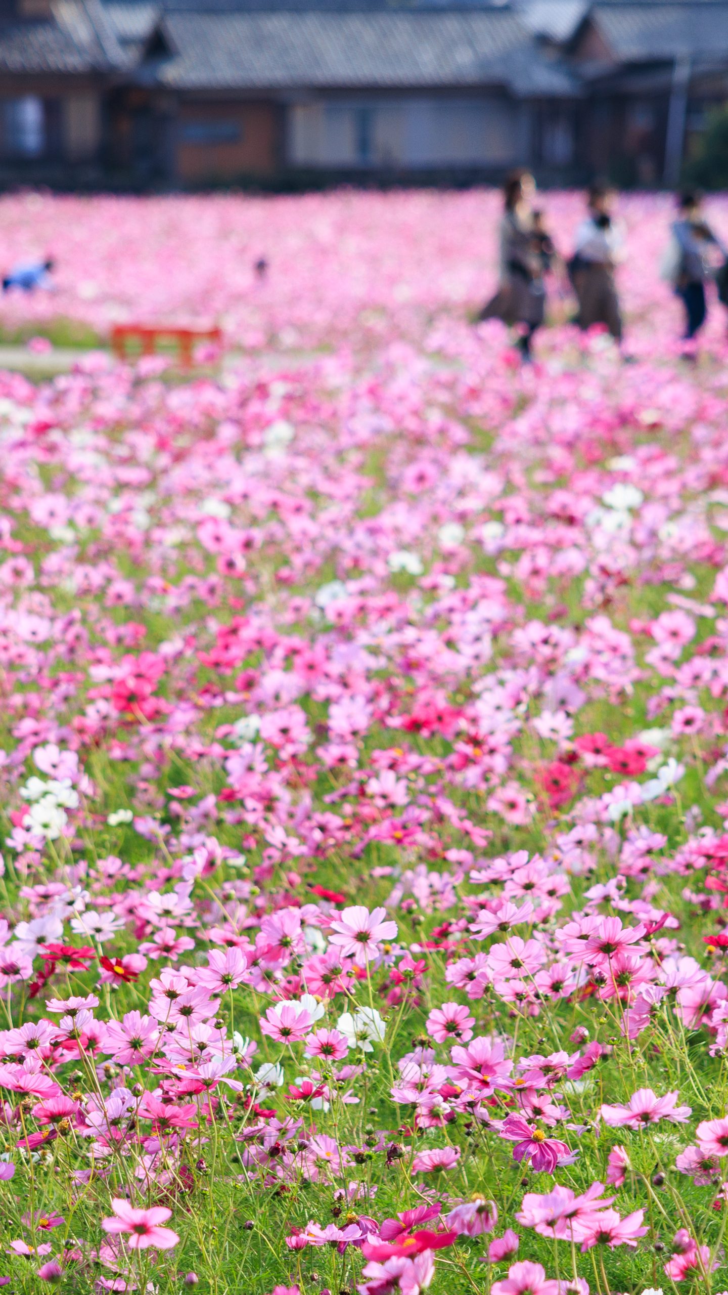 ピンク色の絨毯を歩く人(三重県津市・とことめの里 一志)