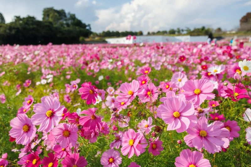 無料壁紙 彩り豊かなコスモスの花々。PCとデスクトップ壁紙に最適な4K高画質の無料壁紙。三重県津市のとことめの里 一志で撮影したフリー写真素材