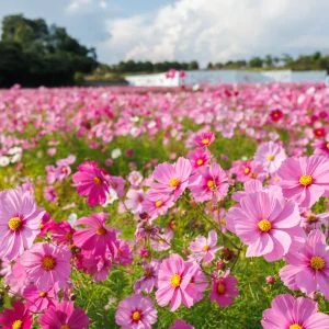 無料壁紙 彩り豊かなコスモスの花々。PCとデスクトップ壁紙に最適な4K高画質の無料壁紙。三重県津市のとことめの里 一志で撮影したフリー写真素材