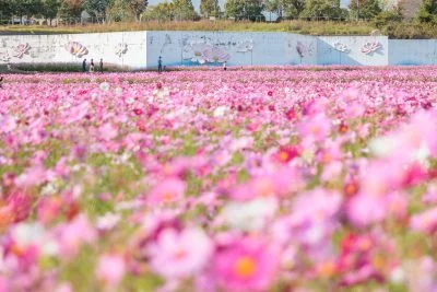 無料壁紙 一面に広がるピンクの絨毯。PCとデスクトップ壁紙に最適な4K高画質の無料壁紙。三重県津市のとことめの里 一志で撮影したフリー写真素材