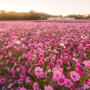 無料壁紙 夕焼けとピンクの絨毯。PCとデスクトップ壁紙に最適な4K高画質の無料壁紙。三重県津市のとことめの里 一志で撮影したフリー写真素材