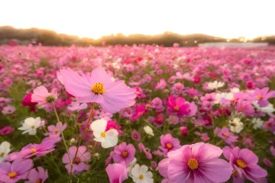 無料壁紙 温かい夕陽が降り注ぐコスモス畑。PCとデスクトップ壁紙に最適な4K高画質の無料壁紙。三重県津市のとことめの里 一志で撮影したフリー写真素材