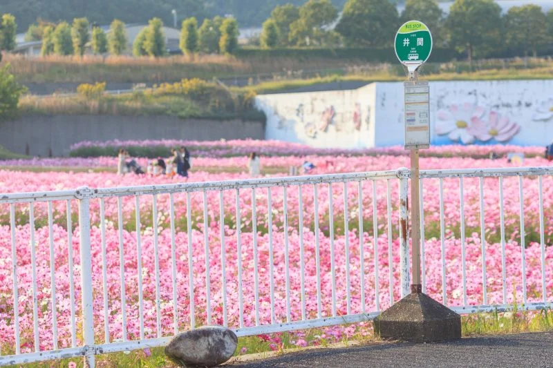 無料壁紙 コスモスが広がるバス停。PCとデスクトップ壁紙に最適な4K高画質の無料壁紙。三重県津市のとことめの里 一志で撮影したフリー写真素材