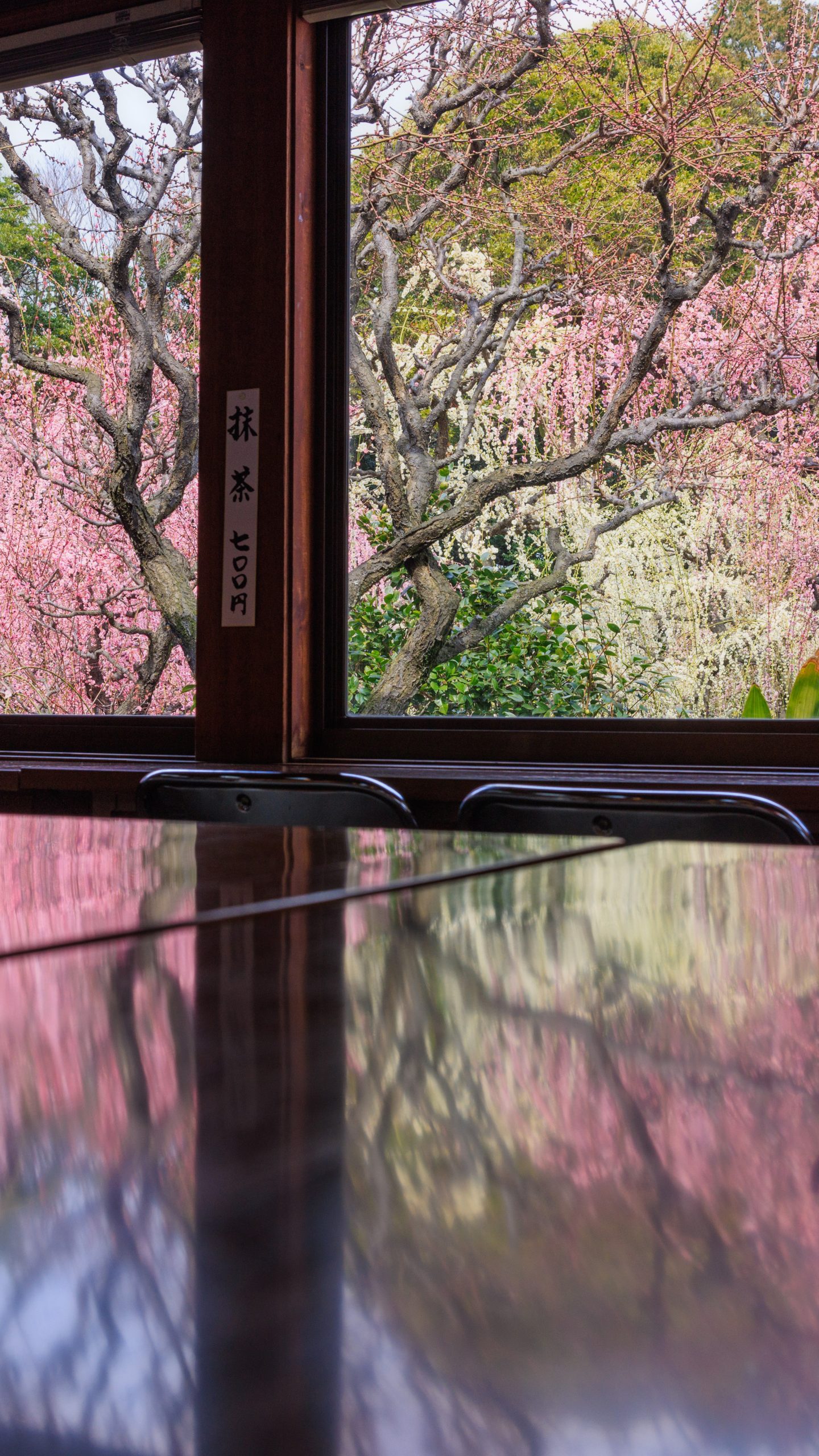 茶屋の机リフレクション(三重県津市・結城神社の梅苑)