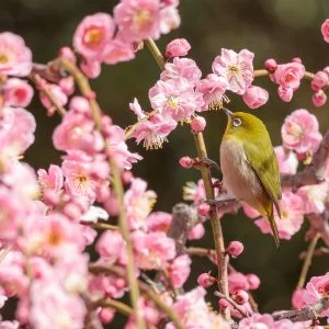 無料壁紙 梅の密を吸うメジロ。PCとデスクトップ壁紙に最適な4K高画質の無料壁紙。三重県津市の結城神社の梅苑で撮影したフリー写真素材