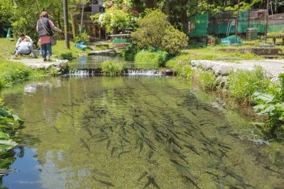 無料壁紙 釣り堀を泳ぐニジマス。PCとデスクトップ壁紙に最適な4K高画質の無料壁紙。三重県津市の大吉あまごセンターで撮影したフリー写真素材