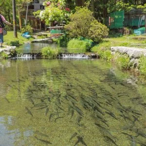 無料壁紙 釣り堀を泳ぐニジマス。PCとデスクトップ壁紙に最適な4K高画質の無料壁紙。三重県津市の大吉あまごセンターで撮影したフリー写真素材