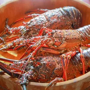 伊勢海老のフリー素材・壁紙