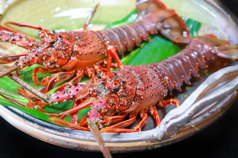 無料壁紙 ２匹の伊勢海老。PCとデスクトップ壁紙に最適な4K高画質の無料壁紙。三重県三重グルメの伊勢海老で撮影したフリー写真素材