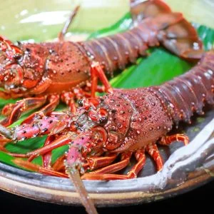 無料壁紙 ２匹の伊勢海老。PCとデスクトップ壁紙に最適な4K高画質の無料壁紙。三重県三重グルメの伊勢海老で撮影したフリー写真素材