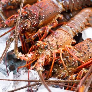 無料壁紙 答志島で水揚げの伊勢海老。PCとデスクトップ壁紙に最適な4K高画質の無料壁紙。三重県鳥羽市の伊勢海老で撮影したフリー写真素材