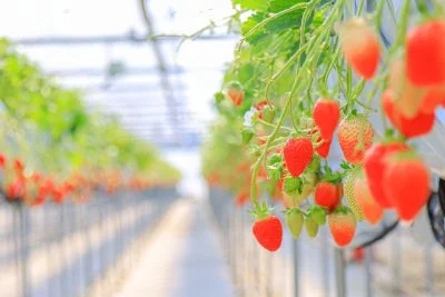 無料壁紙 かおり野のいちご狩り。PCとデスクトップ壁紙に最適な4K高画質の無料壁紙。三重県三重グルメのかおり野で撮影したフリー写真素材