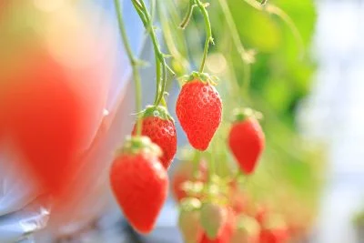 無料壁紙 完熟のかおり野。PCとデスクトップ壁紙に最適な4K高画質の無料壁紙。三重県三重グルメのかおり野で撮影したフリー写真素材