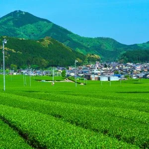 無料壁紙 【松阪茶】粥見の集団茶園。PCとデスクトップ壁紙に最適な4K高画質の無料壁紙。三重県松阪市の粥見の茶畑で撮影したフリー写真素材