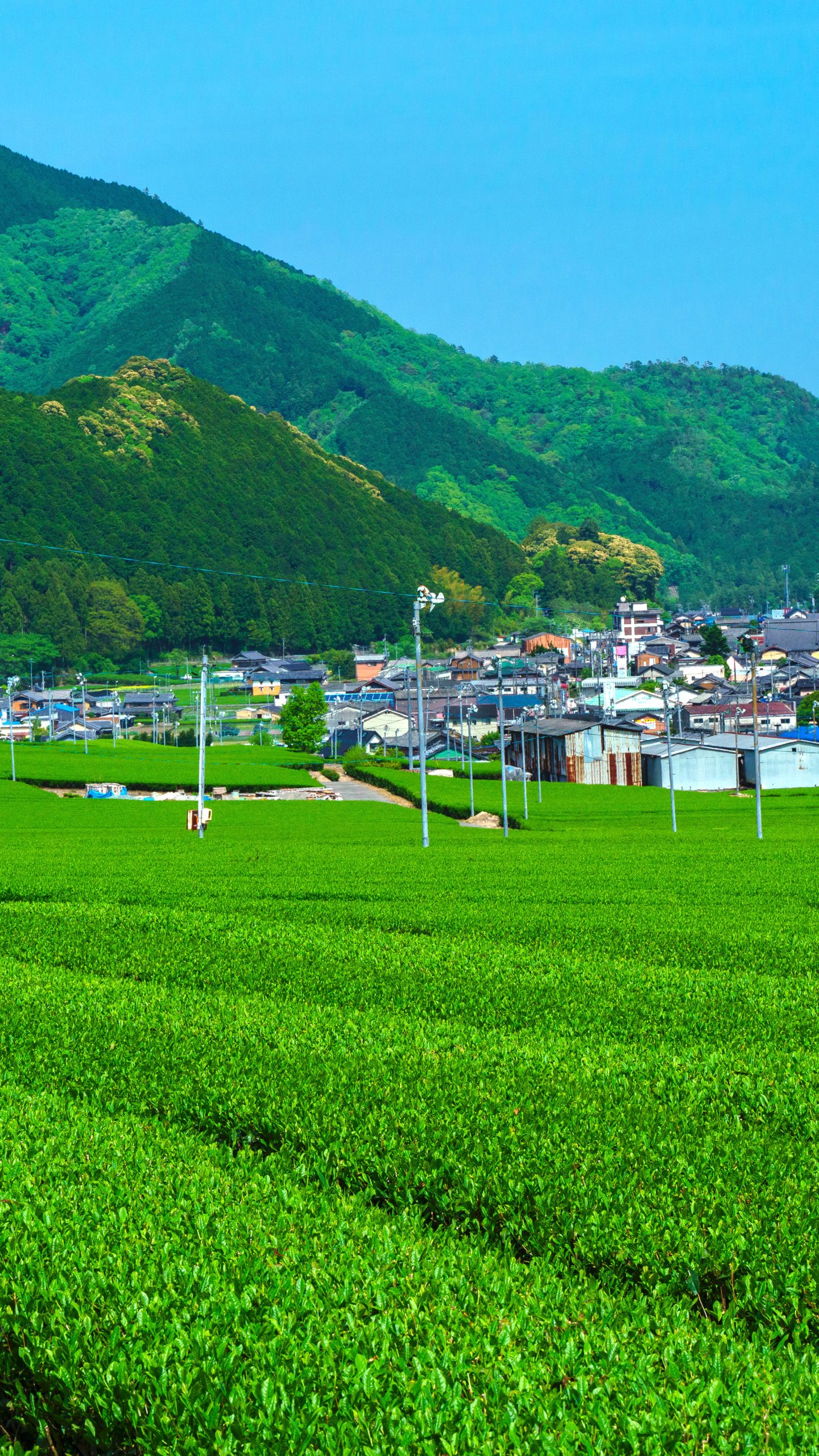【松阪茶】粥見の集団茶園(三重県松阪市・粥見の茶畑)