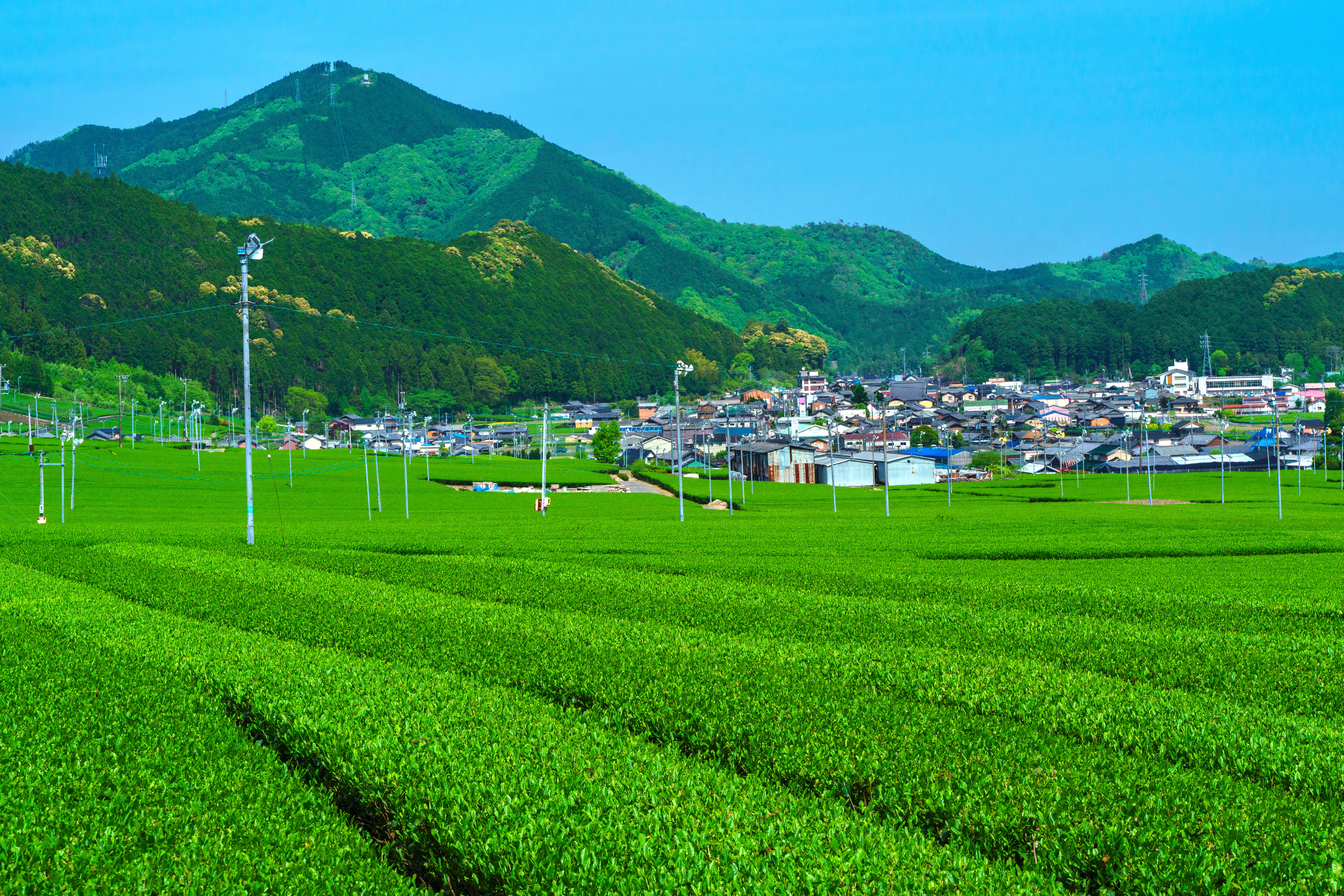 無料壁紙 【松阪茶】粥見の集団茶園。PCとデスクトップ壁紙に最適な4K高画質の無料壁紙。三重県松阪市の粥見の茶畑で撮影したフリー写真素材