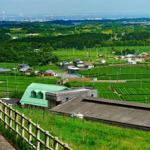 無料壁紙 【水沢茶】牧場から眺める茶畑。PCとデスクトップ壁紙に最適な4K高画質の無料壁紙。三重県四日市市の四日市ふれあい牧場で撮影したフリー写真素材