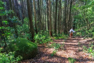 無料壁紙 整備された登山道。PCとデスクトップ壁紙に最適な4K高画質の無料壁紙。三重県尾鷲市の盛松で撮影したフリー写真素材