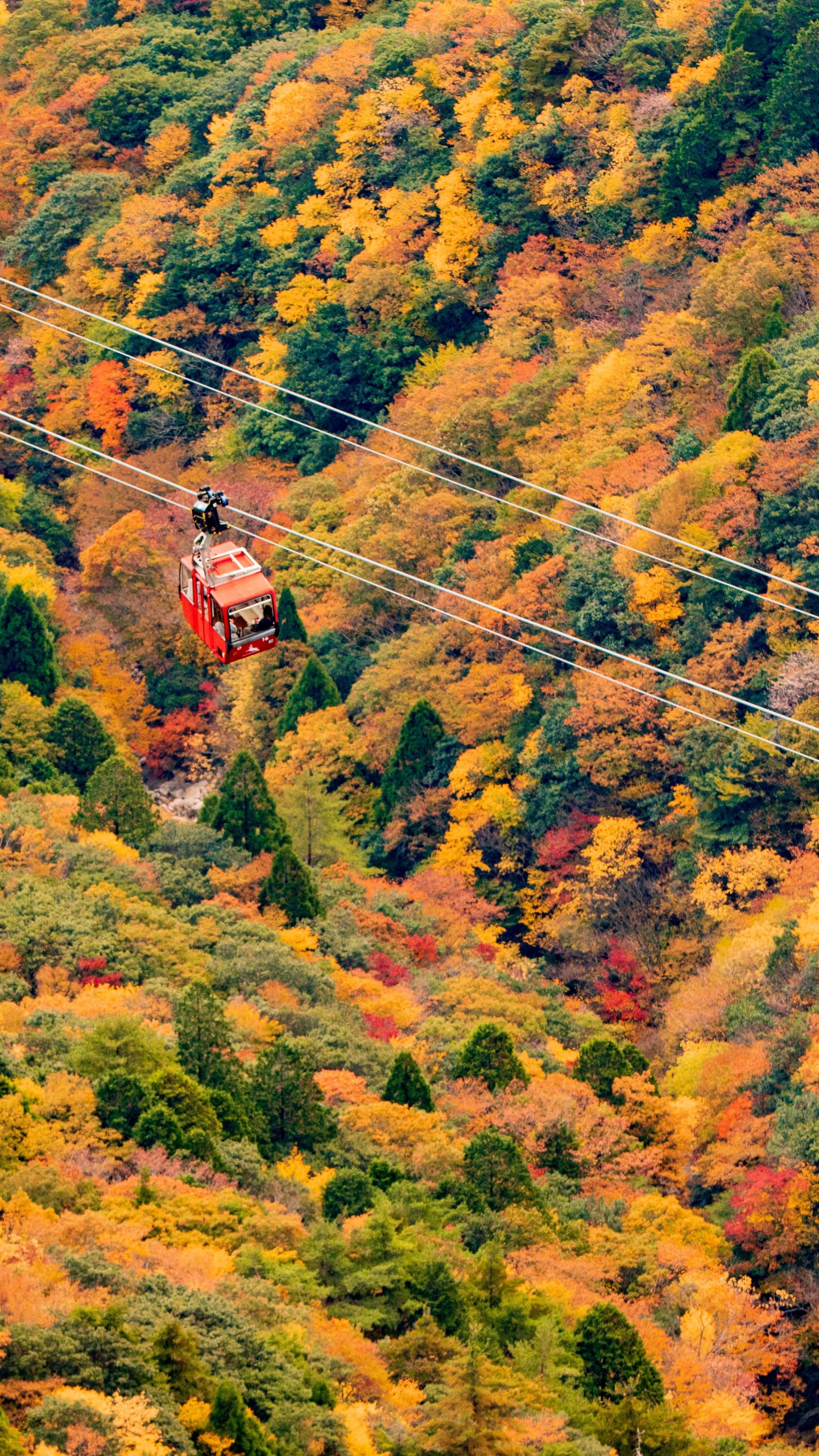 紅葉に囲まれたゴンドラ(三重県菰野町・御在所ロープウエイ)