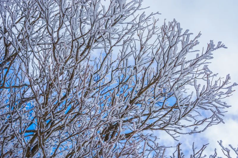 無料壁紙 樹氷と白銀の世界。PCとデスクトップ壁紙に最適な4K高画質の無料壁紙。三重県菰野町の御在所ロープウエイで撮影したフリー写真素材