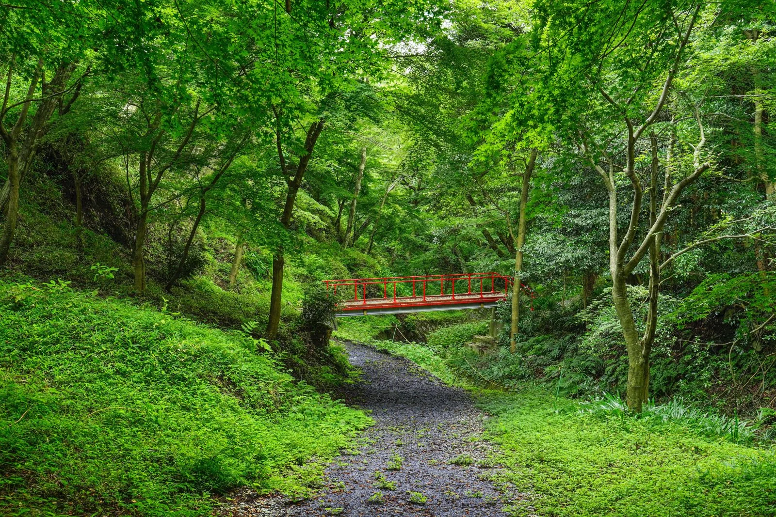 無料壁紙 若葉の森。PCとデスクトップ壁紙に最適な4K高画質の無料壁紙。三重県四日市市の水沢もみじ谷で撮影したフリー写真素材