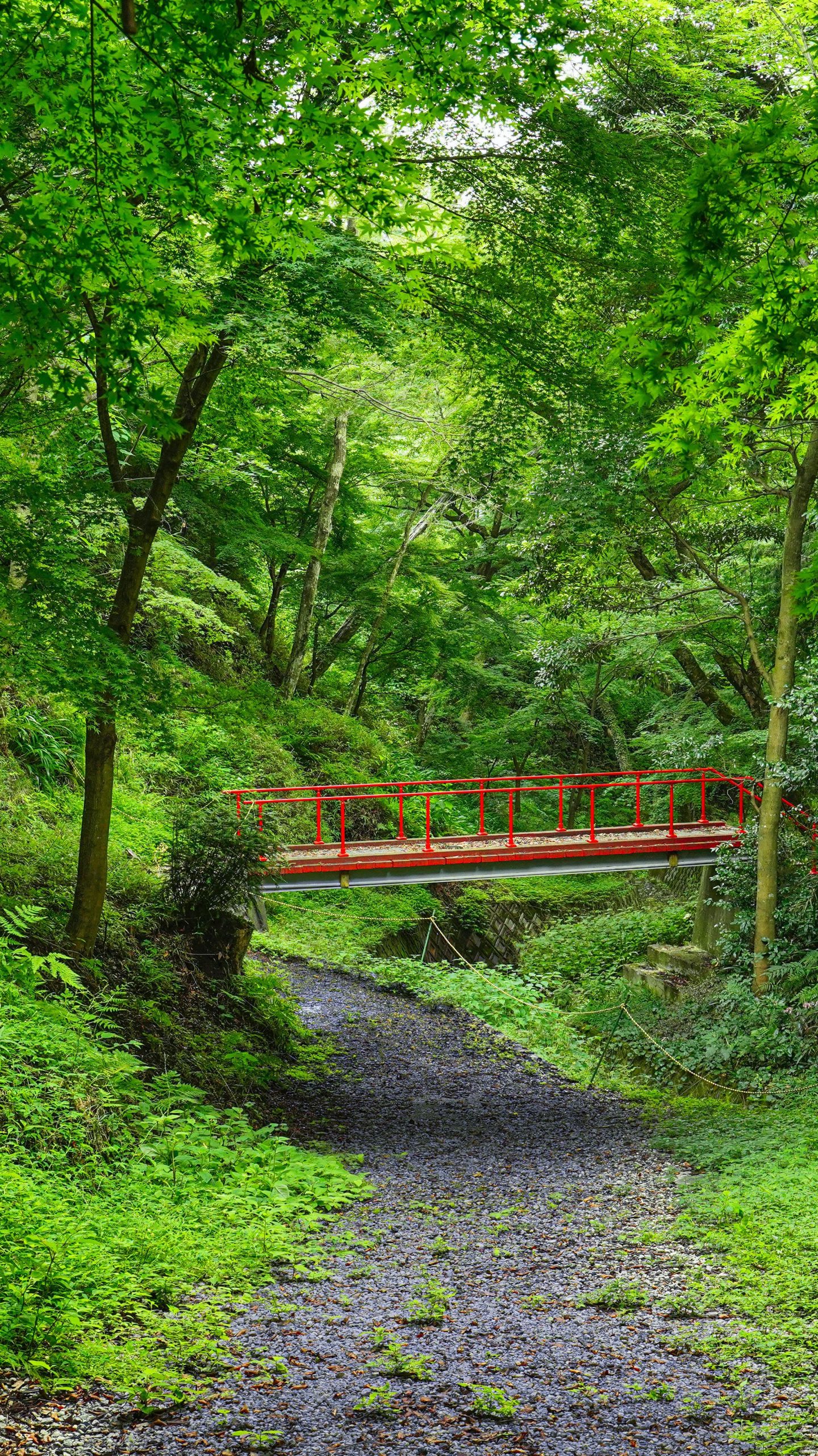 若葉の森(三重県四日市市・水沢もみじ谷)