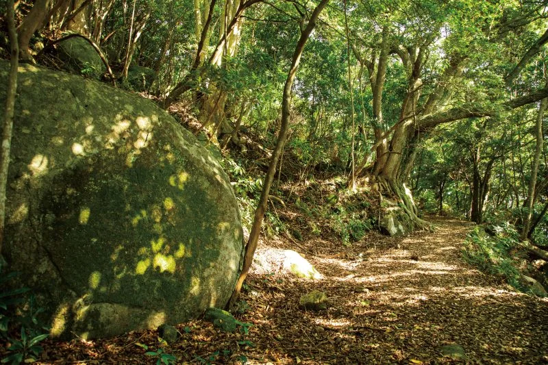 無料壁紙 楯ヶ崎園地の登山道。PCとデスクトップ壁紙に最適な4K高画質の無料壁紙。三重県熊野市の楯ヶ崎で撮影したフリー写真素材