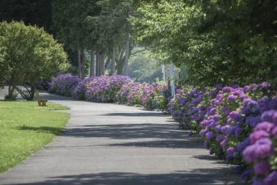 無料壁紙 宮リバー度会パークのあじさい。PCとデスクトップ壁紙に最適な4K高画質の無料壁紙。三重県度会町の宮リバー度会パークで撮影したフリー写真素材