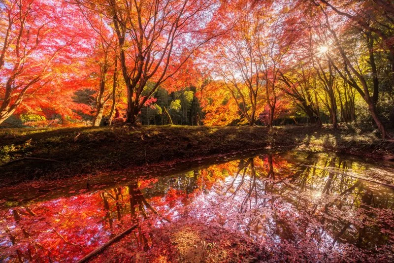 無料壁紙 西陽が差す紅葉の絶景リフレクション。PCとデスクトップ壁紙に最適な4K高画質の無料壁紙。三重県津市の長徳寺で撮影したフリー写真素材