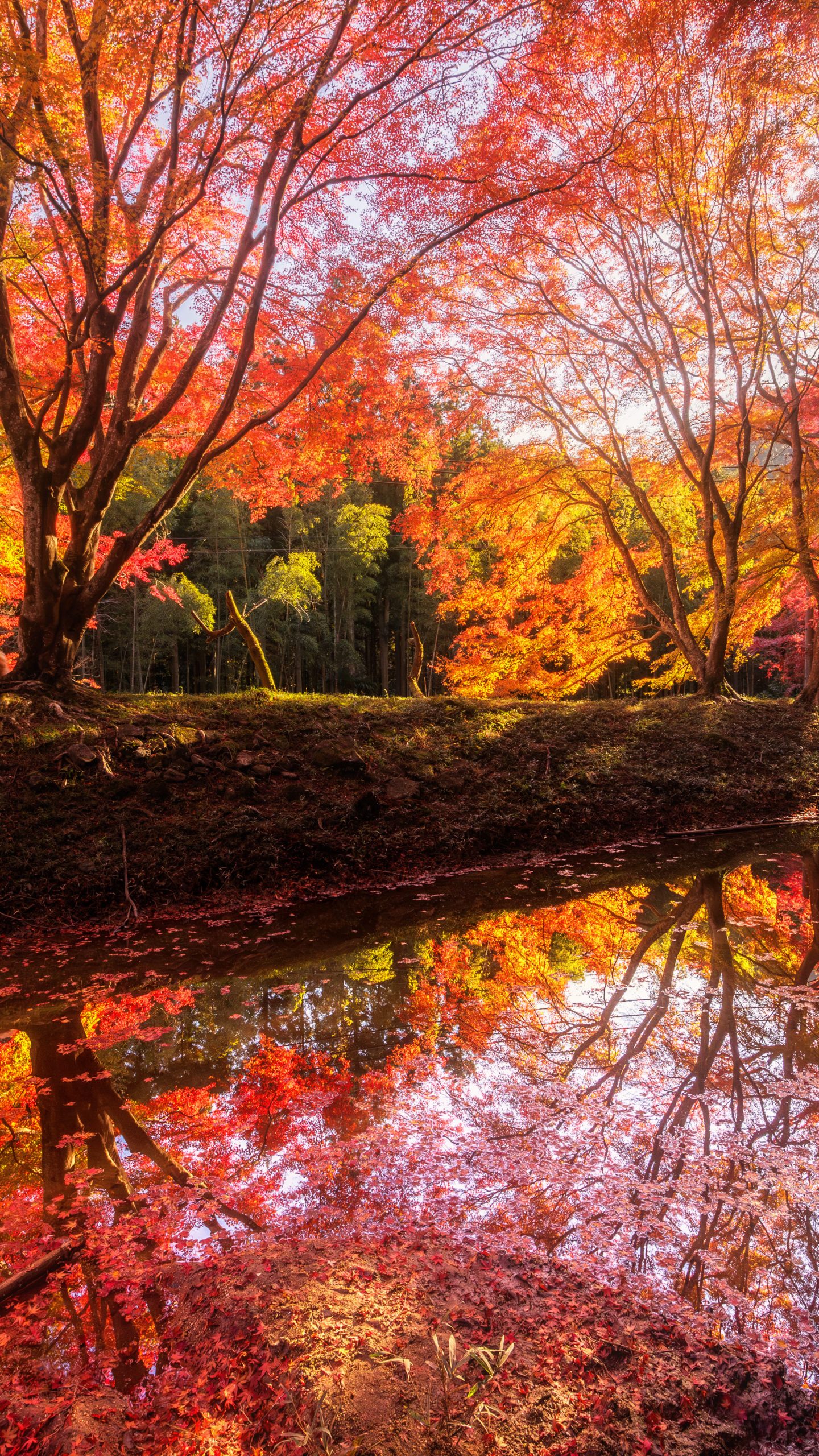 無料壁紙 西陽が差す紅葉の絶景リフレクション。PCとデスクトップ壁紙に最適な4K高画質の無料壁紙。三重県津市の長徳寺で撮影したフリー写真素材