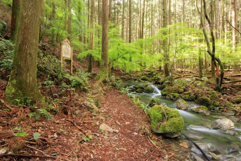 無料壁紙 八重滝湧水の遊歩道。PCとデスクトップ壁紙に最適な4K高画質の無料壁紙。三重県大紀町の八重谷湧水で撮影したフリー写真素材