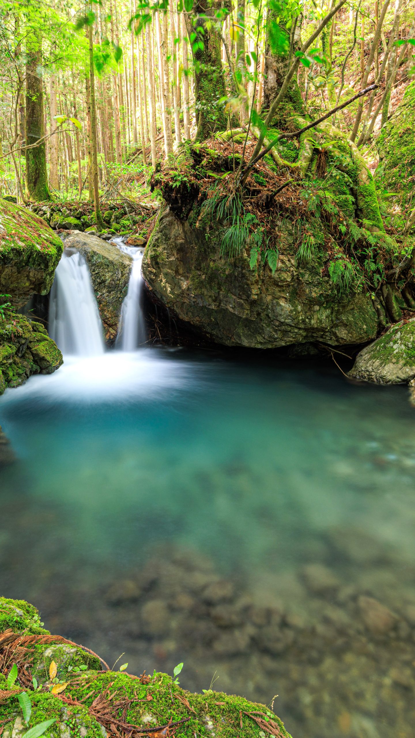 新緑の八重滝(全景)(三重県大紀町・八重谷湧水)