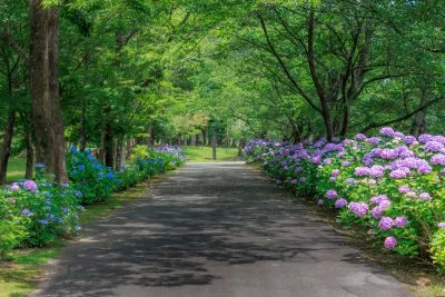 無料壁紙 遊歩道の両脇に咲く紫陽花。PCとデスクトップ壁紙に最適な4K高画質の無料壁紙。三重県度会町の宮リバー度会パークで撮影したフリー写真素材