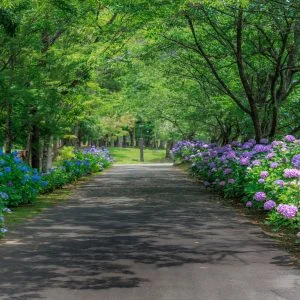 無料壁紙 遊歩道の両脇に咲く紫陽花。PCとデスクトップ壁紙に最適な4K高画質の無料壁紙。三重県度会町の宮リバー度会パークで撮影したフリー写真素材