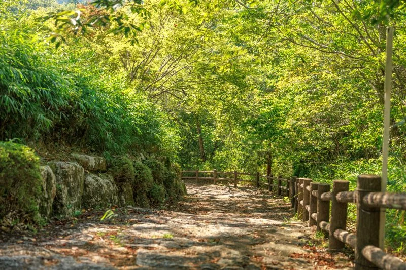 無料壁紙 体験学習の丘へと続く木漏れ日と新緑の階段。PCとデスクトップ壁紙に最適な4K高画質の無料壁紙。三重県伊賀市の岩倉峡公園で撮影したフリー写真素材