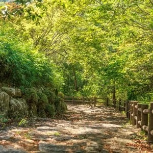 無料壁紙 体験学習の丘へと続く木漏れ日と新緑の階段。PCとデスクトップ壁紙に最適な4K高画質の無料壁紙。三重県伊賀市の岩倉峡公園で撮影したフリー写真素材