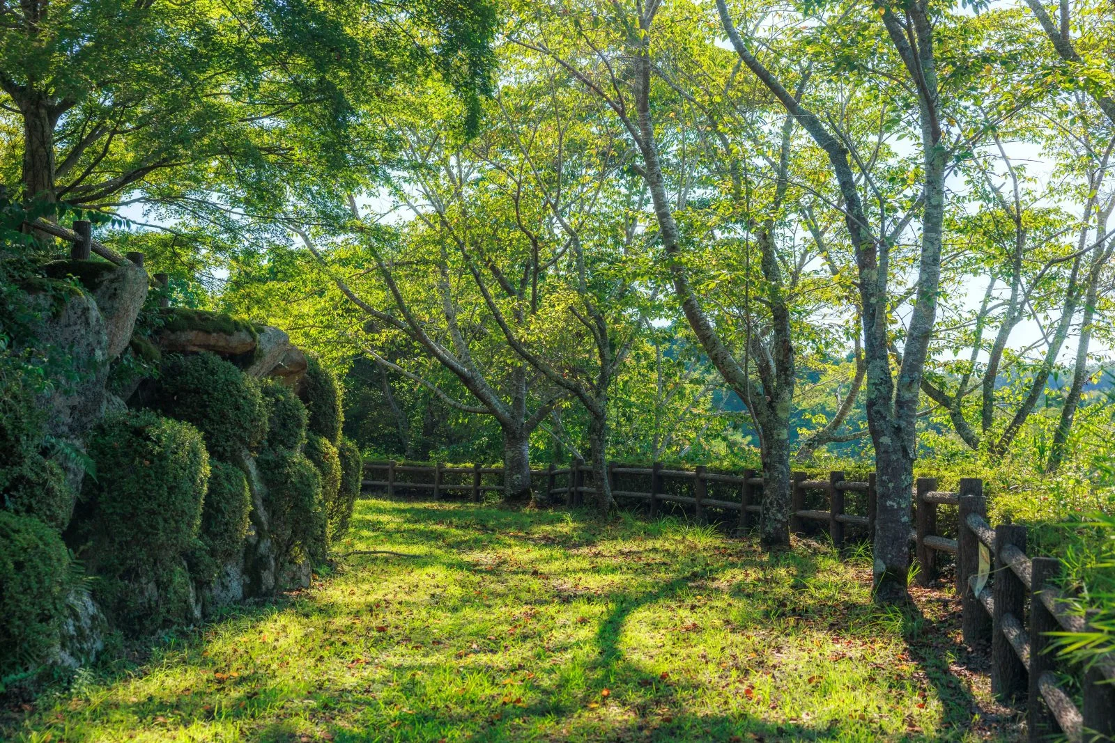 無料壁紙 新緑の桜並木。PCとデスクトップ壁紙に最適な4K高画質の無料壁紙。三重県伊賀市の岩倉峡公園で撮影したフリー写真素材