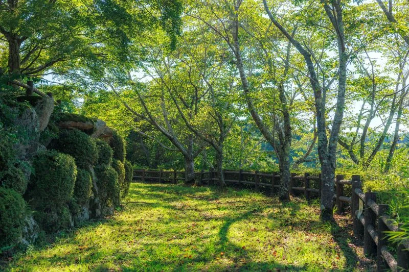 無料壁紙 新緑の桜並木。PCとデスクトップ壁紙に最適な4K高画質の無料壁紙。三重県伊賀市の岩倉峡公園で撮影したフリー写真素材