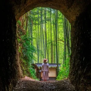 無料壁紙 まるでジブリの世界。PCとデスクトップ壁紙に最適な4K高画質の無料壁紙。三重県尾鷲市の土井竹林で撮影したフリー写真素材