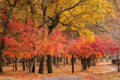 無料壁紙 紅葉が続く遊歩道。PCとデスクトップ壁紙に最適な4K高画質の無料壁紙。三重県度会町の宮リバー度会パークで撮影したフリー写真素材