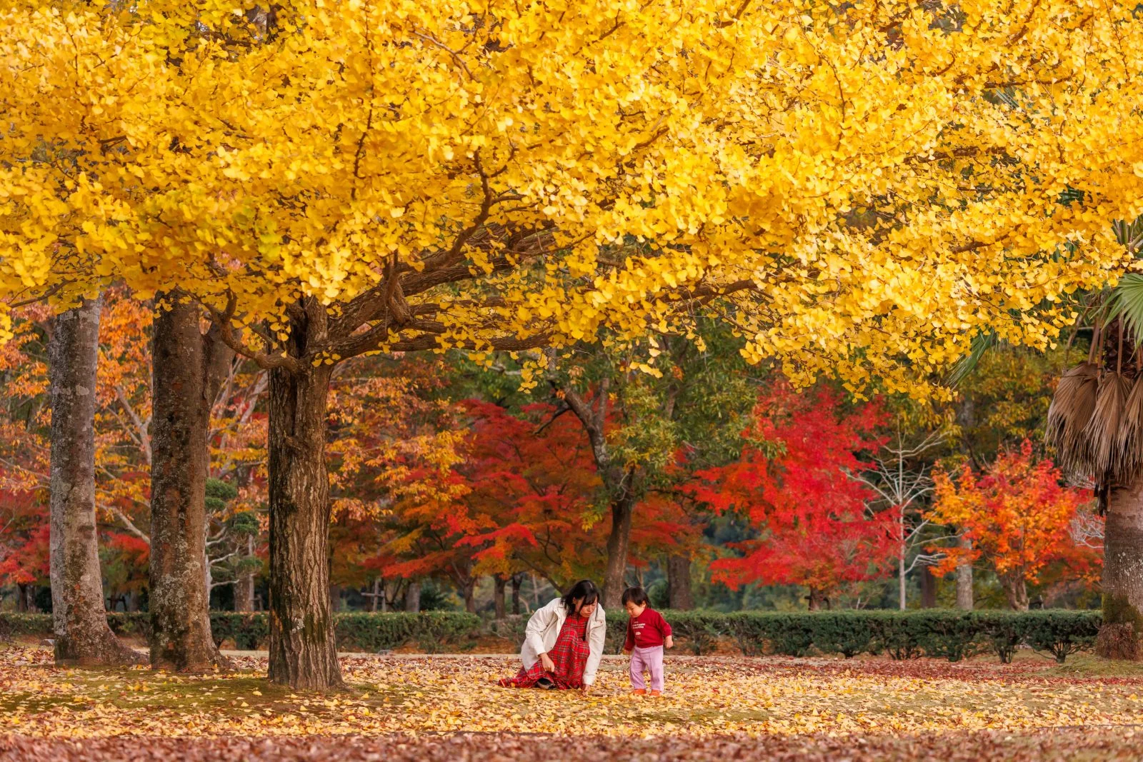 無料壁紙 銀杏と紅葉と親子。PCとデスクトップ壁紙に最適な4K高画質の無料壁紙。三重県度会町の宮リバー度会パークで撮影したフリー写真素材